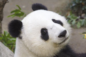 American-Born Panda to Find Miss Right