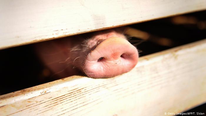 Schweine-Rssel (Getty Images/AFP/T. Sloan)