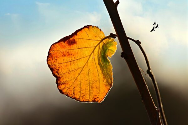 autumn-leaf-3881671_1280-600x400.jpg