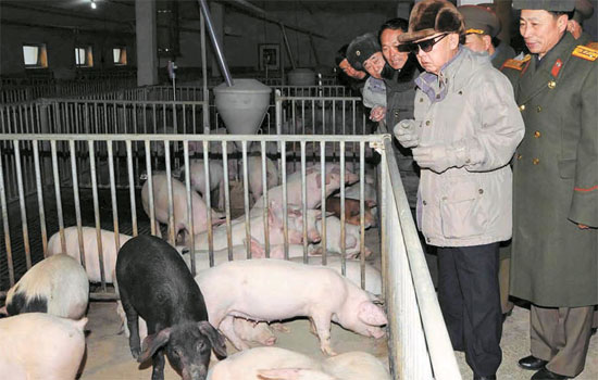 朝鲜倾注心血养猪 因金正日称猪肉最好