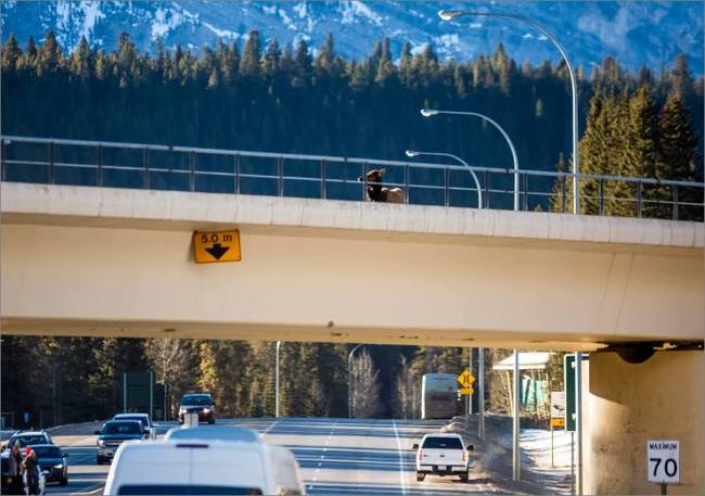 抓拍: 班芙街头群狼在高架桥上捕食麋鹿