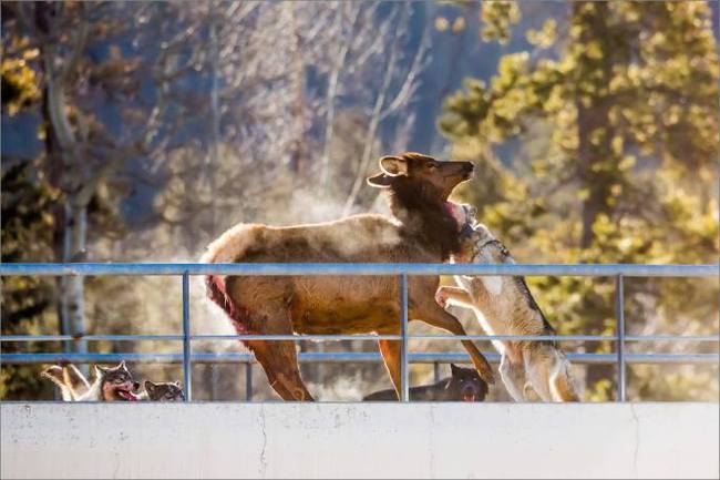抓拍: 班芙街头群狼在高架桥上捕食麋鹿