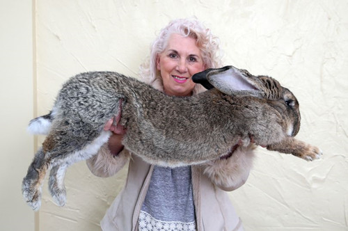 “世界最大兔子”登上美联航  诡异死亡