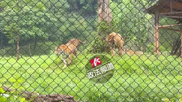 2女1男逃票翻墙进动物园 周围站着7只虎