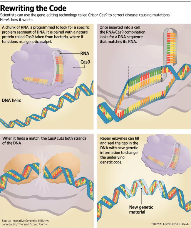 突破！科学家成功修复人胚胎中基因缺陷