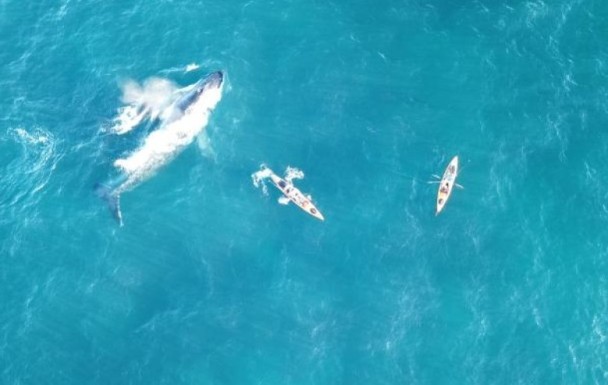澳洲鲸鱼母子游近独木舟亲亲人类