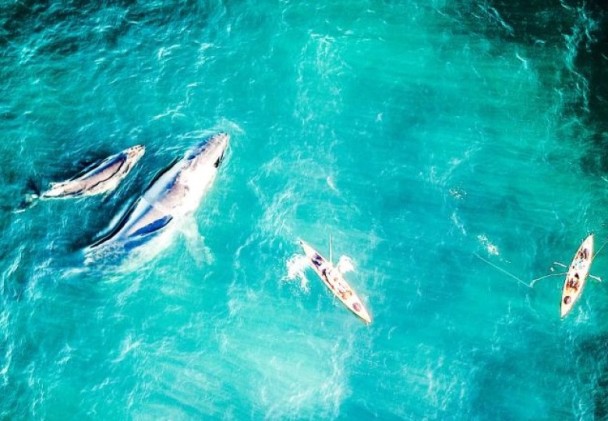 澳洲鲸鱼母子游近独木舟亲亲人类