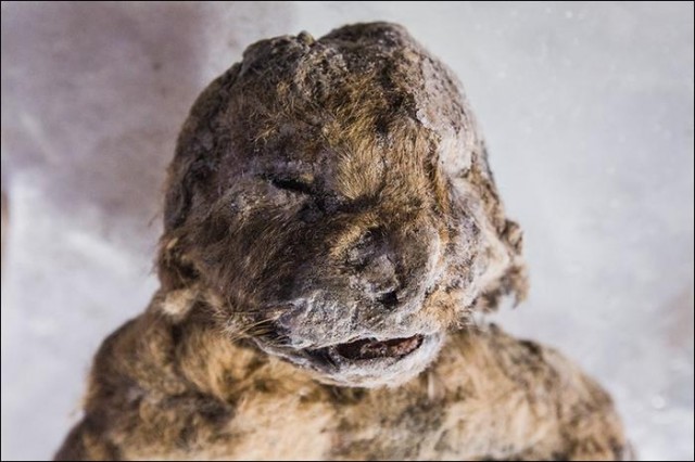 西伯利亚发现3只冰冻万年的狮子尸体