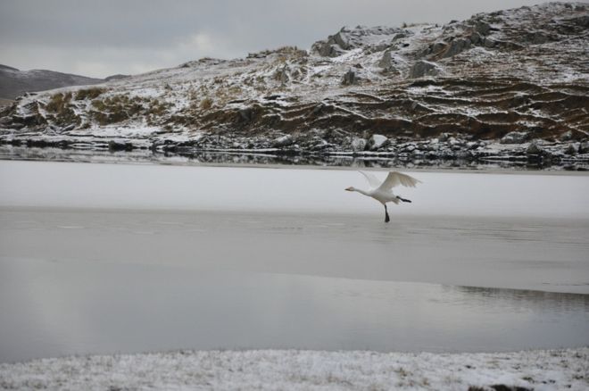 Whooper swan on migration. Taken over snow-covered sandy beach.