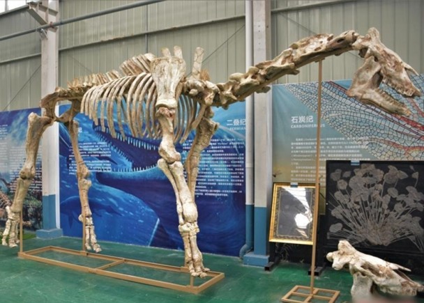 陆上最大哺乳动物 四川巨犀化石惊艳亮相