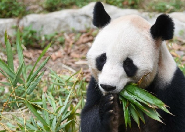 深圳动物园为一众动物也准备了年夜饭