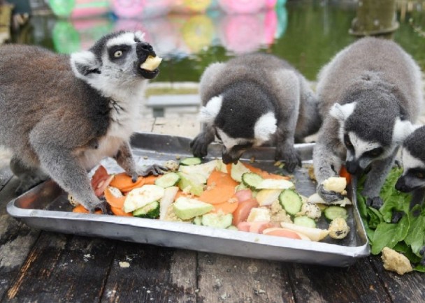 深圳动物园为一众动物也准备了年夜饭