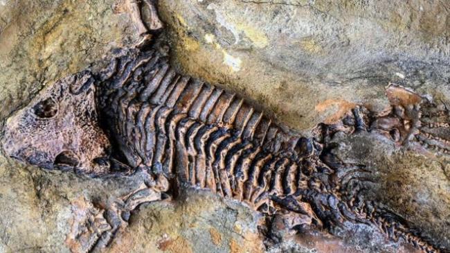 人死后要如何才能变成化石？