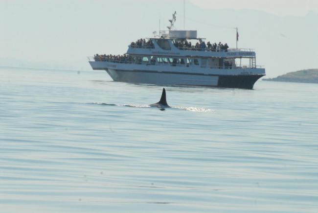 从列治文出发看杀人鲸 难得的观光体验