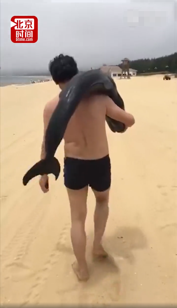 海豚搁浅沙滩  中国游客这样扛起来就走