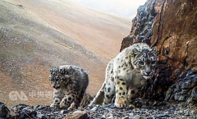 中国拍摄到2000段西藏雪豹影片