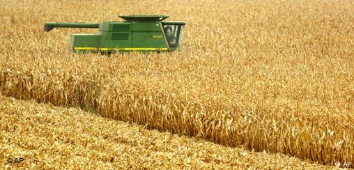 USA Iowa Landwirtschaft Mais Maisernte (AP)
