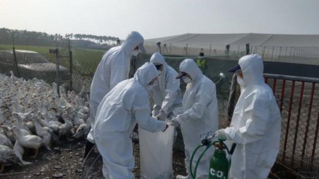 中国通报 青海出现H5N1禽流感疫情