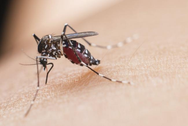 科学家发现彻底消灭蚊子方法