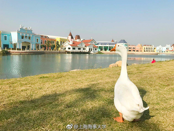 上海海事大学“录取”一只鹅