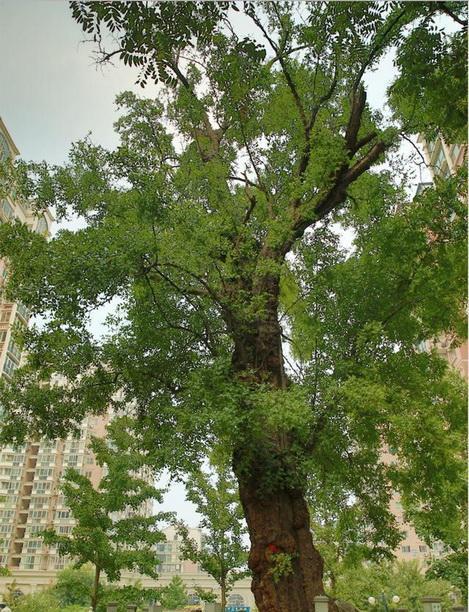 北京这五株古树入选＂中国最美古树＂