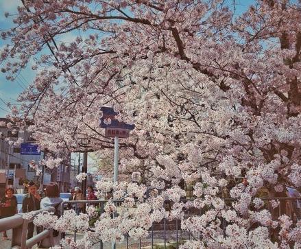 日本赏樱最佳地点之一思考人生的好去处