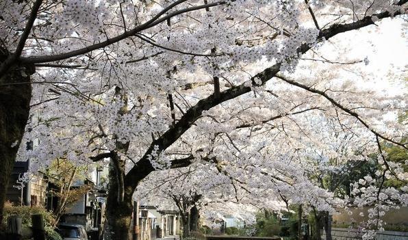 日本赏樱最佳地点之一思考人生的好去处