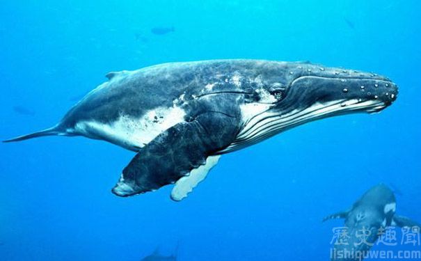 科学家发现地球最大生物体 比蓝鲸大两倍
