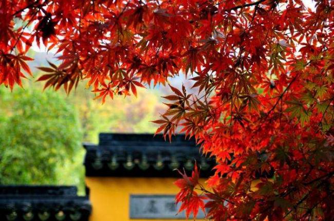 中国10大赏枫叶之地 枫林如火漫山红遍