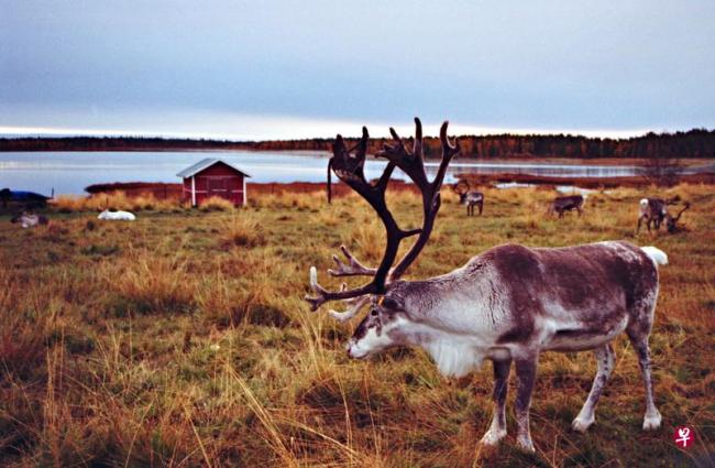 北极驯鹿受气候变化影响正急剧减少