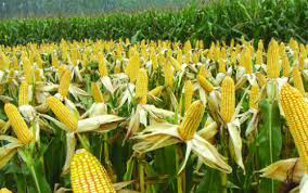 北京的意外诚意 购买美300万吨玉米