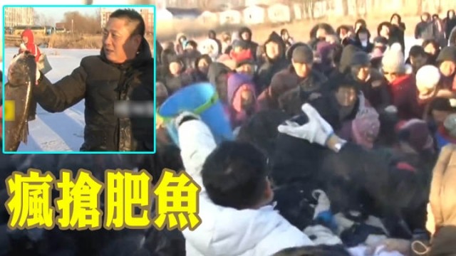 3千中国游客疯抢2.5吨肥鱼，十分震撼