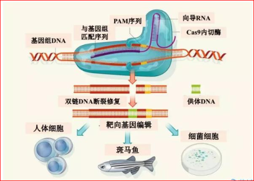 华人学者成功开发"新款"基因剪刀