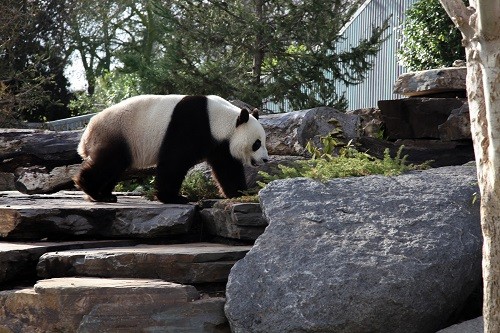 大熊猫5次受孕失败   或被送回中国