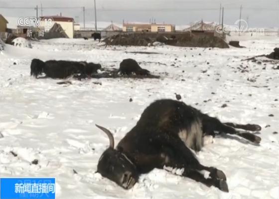 青海玉树雪情严重 18080头牲畜死亡