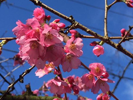 4月4日，温哥华樱花节（Vancouver Cherry Blossom Festival）将如期来临，温哥华将有43000颗樱花陆续盛开。（温哥华樱花节网站）