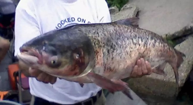 加美逾百市长联名 呼吁彻底消灭亚洲鲤鱼