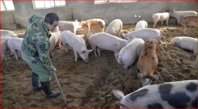 美截获一百万磅来自中国的走私猪肉
