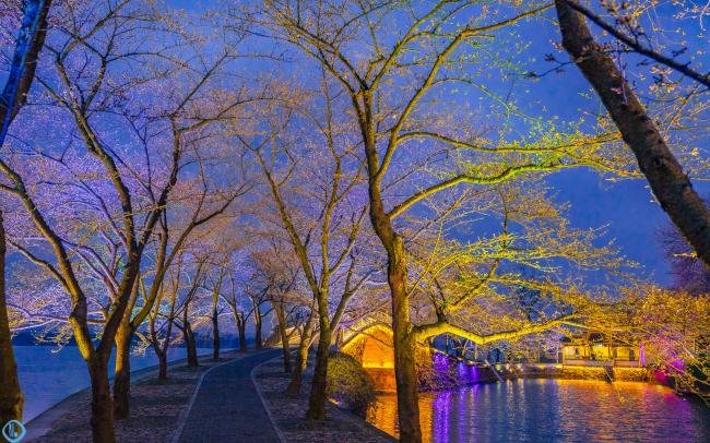 太湖鼋头渚夜晚赏樱原来可以这么美