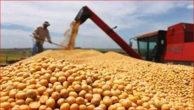 中国2月从美进口大豆激增
