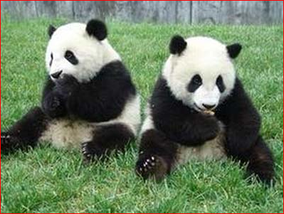 时隔62年 中国送大熊猫讨好普京