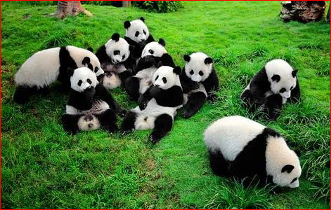 时隔62年 中国送大熊猫讨好普京