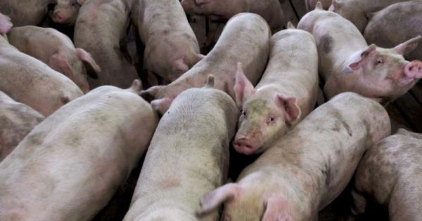 中国否认为反制美国限猪肉进口稀土出口