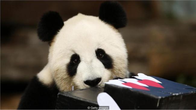 中国的熊猫外交：并非如想象般美好