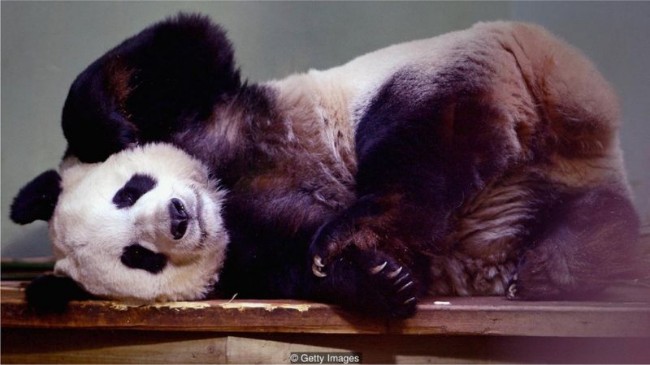 中国的熊猫外交：并非如想象般美好