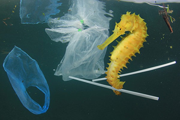 禁塑料袋和吸管 特鲁多将宣布禁一次性塑料