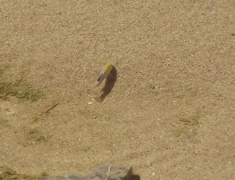 号称世上最坚强的沙漠鱼 在沙漠中挣扎5万年