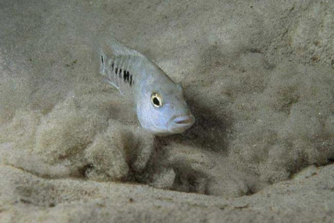 号称世上最坚强的沙漠鱼 在沙漠中挣扎5万年