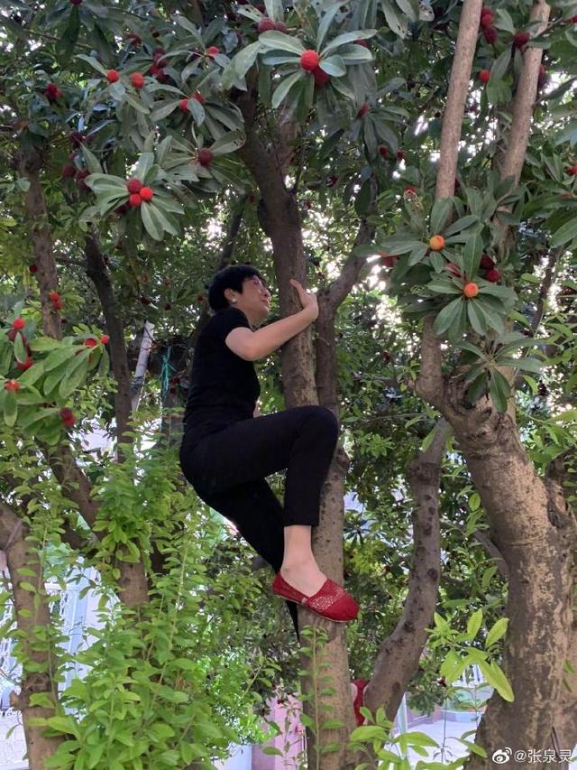 46岁张泉灵朴实攀爬杨梅树 离央视后自然随性