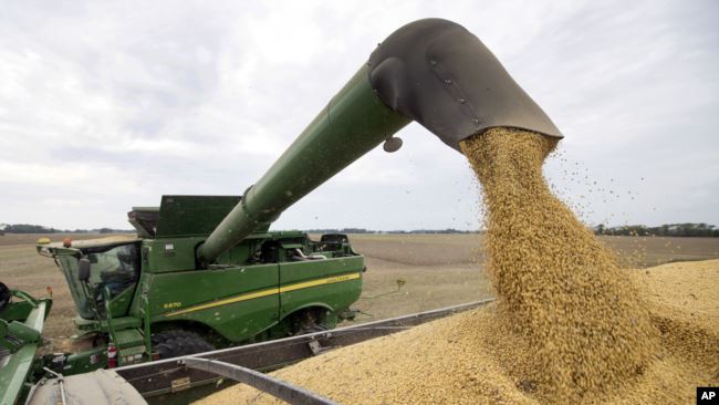 美国印第安纳州一名农民2018年9月21日在收获大豆。